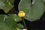 Yellow pond-lily